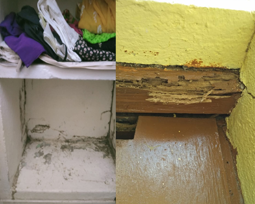 Pest Control Services in Aminjikarai